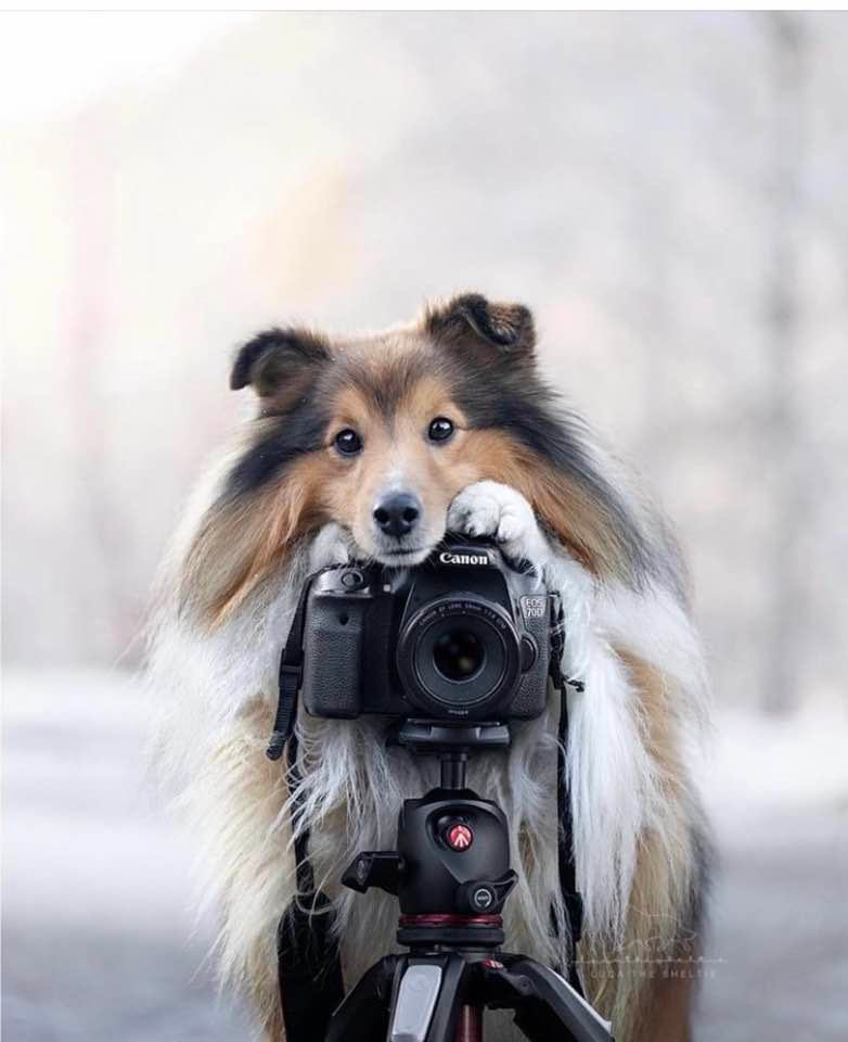 item place holder on puppy page