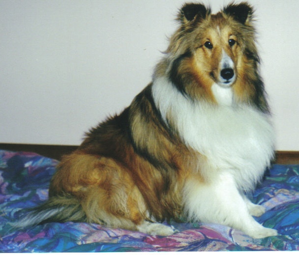 KEIKO  --  Prettyview Goldie's Keiko. (Remember me fondly when you think of me)