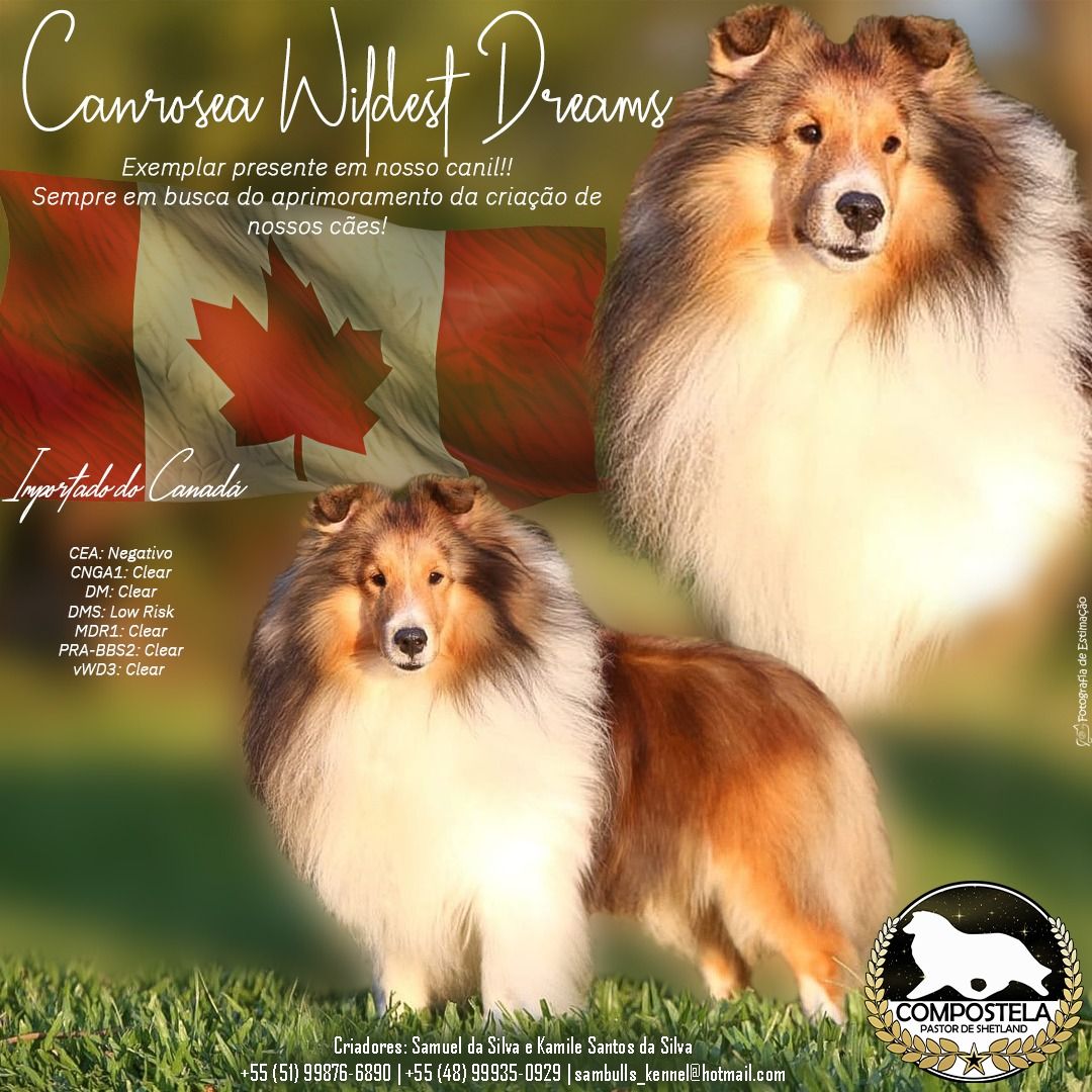 DREAMER -- Canrosea Wildest Dreams