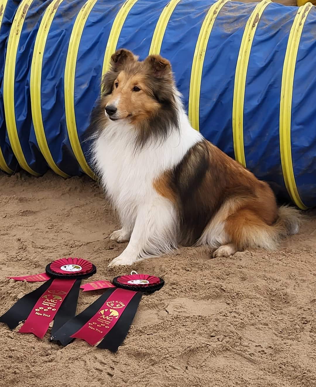 EVE -- Can. Ch. Canrosea Granite Temptation, Can. Agility Atch. Champion and Therapy dog