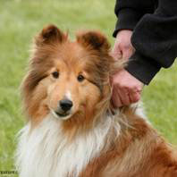 NOVA -- Can. Ch. Ruffleith's Renissance. (remembered fondly for all she taught me along the way)
