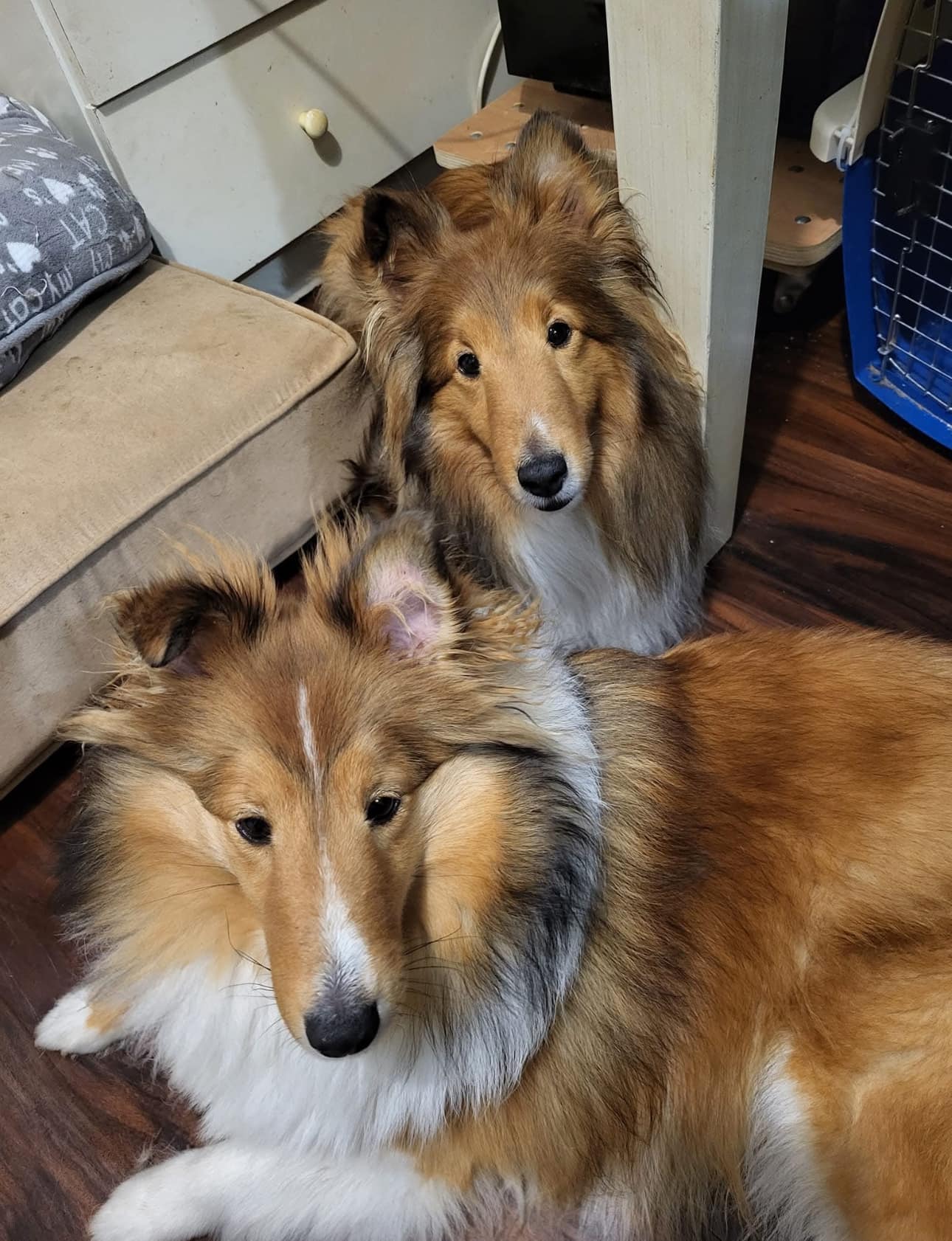 Canrosea Gossamer Gold (Gemma) and Daughter her Daughter Dazzle.