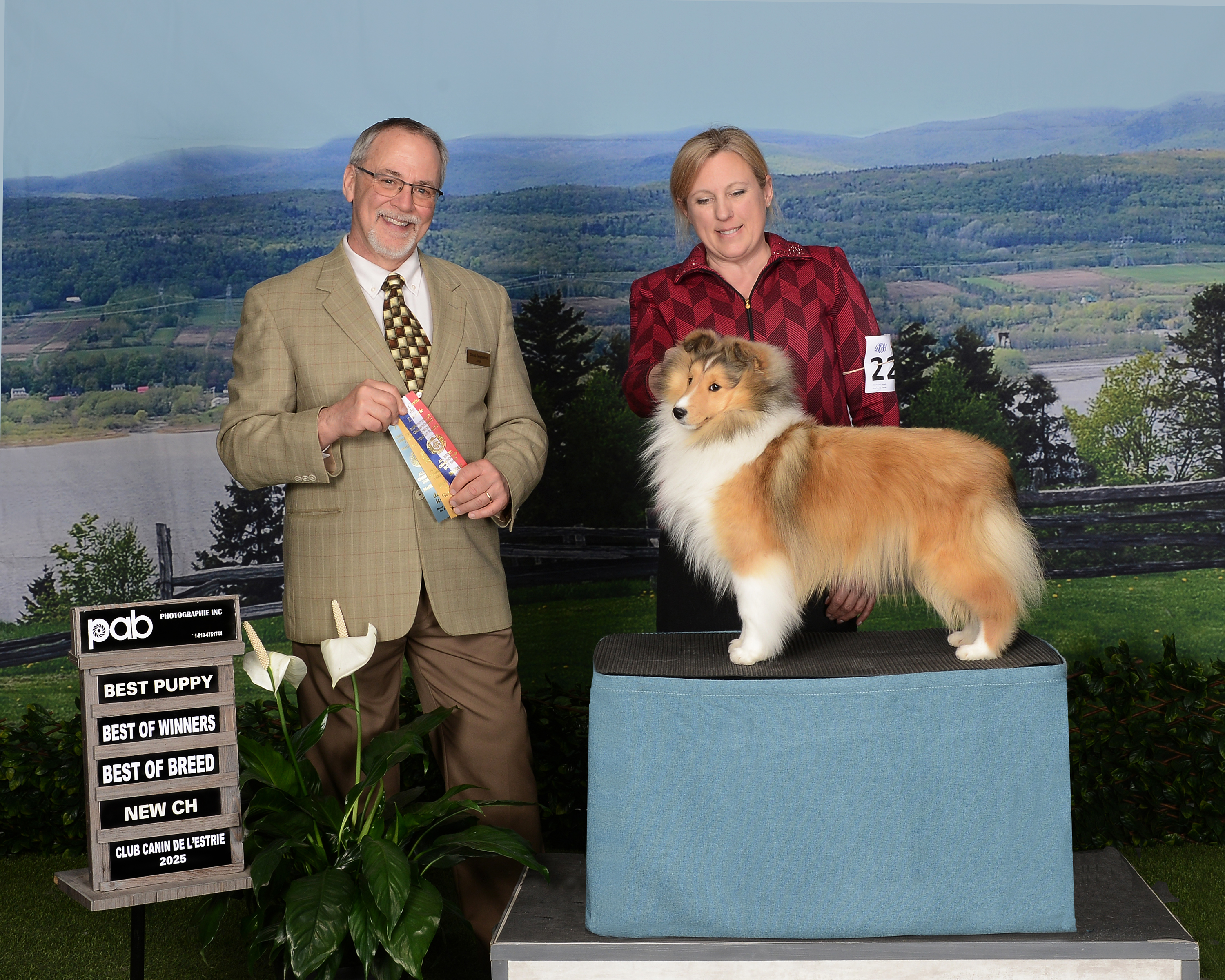 Our latest show dog CeeCee has achieved her Canadian Kennel Club conformation championship. She did this before turning one year old.